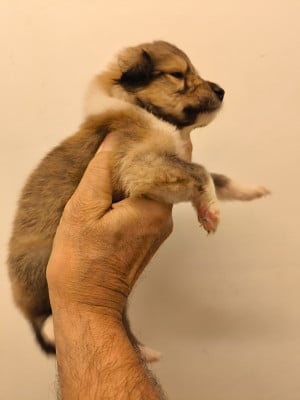 Les chiots de Colley à poil long