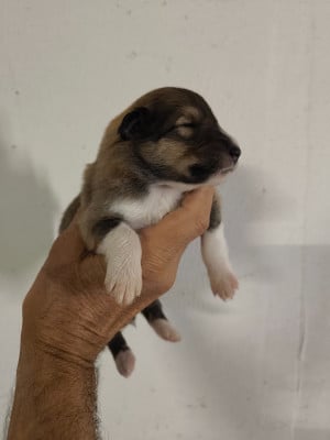 Les chiots de Colley à poil long