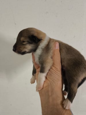 Les chiots de Colley à poil long