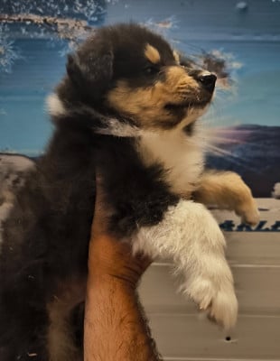 Les chiots de Colley à poil long