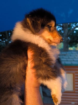 Les chiots de Colley à poil long