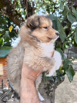 Les chiots de Colley à poil long