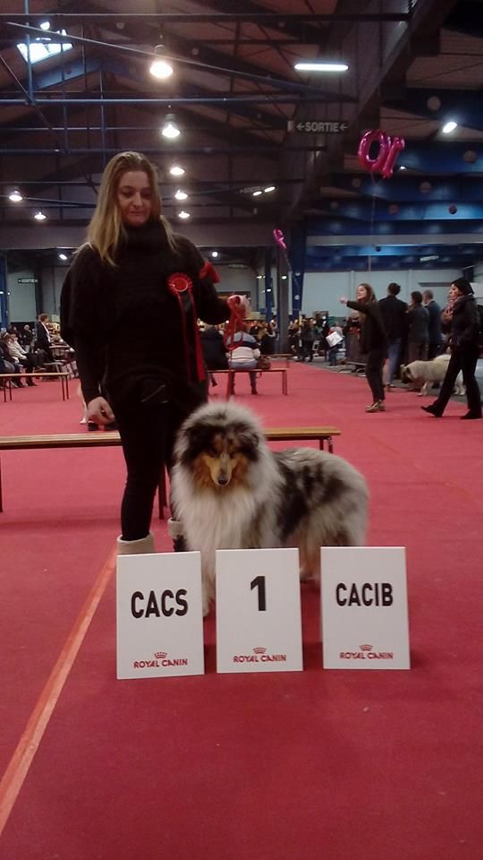 Miss molly De Charletienne - 1er Exc COF CACS CACIB BOB