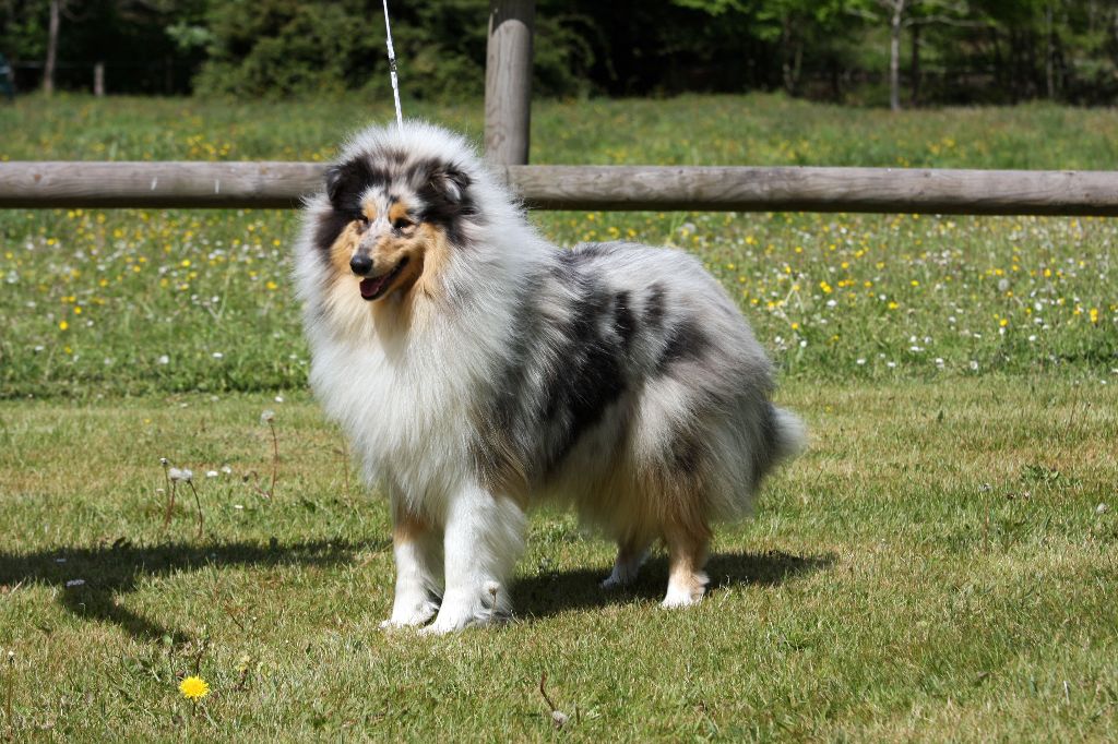 Miss molly De Charletienne - 2 eme EXC CJ