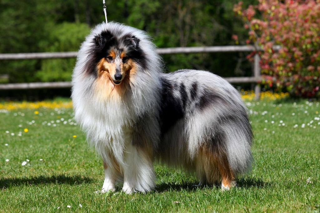 Miss molly De Charletienne - 3e Exc COF