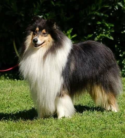 Maverick de Remember our Love - 1ER EXC COM CACS CACIB BOB