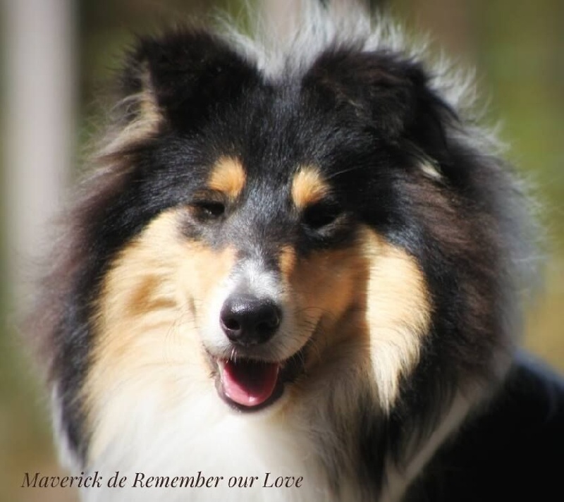 Maverick de Remember our Love - 1er Exc cj et Meilleur Jeune