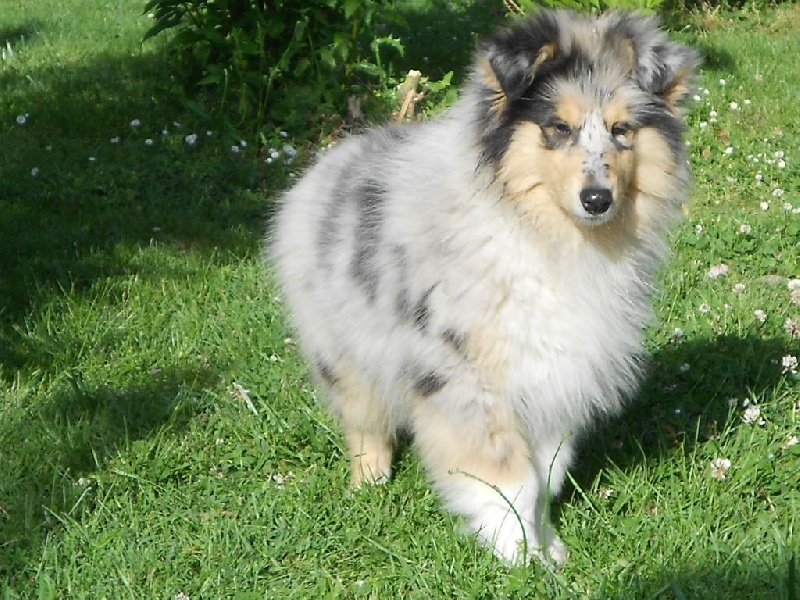 Miss molly De Charletienne - TP Classe Puppy et Meilleur Puppy