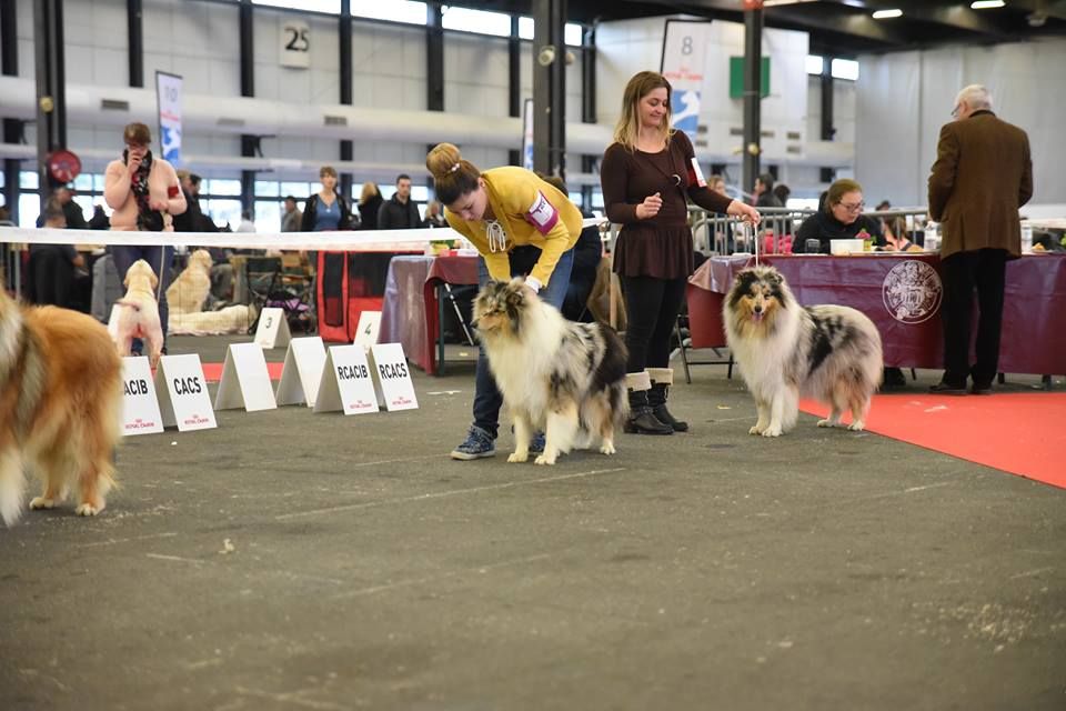 Miss molly De Charletienne - 1er Exc CIF CACS CACIB BOS