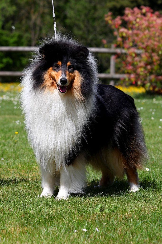 Orea-in-the-moonlight des stuarts de boisbelle - 1ere Exc CJF Meilleur Jeune et 1er du 1er groupe jeune Ring d'honneur