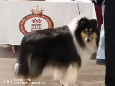 Maverick de Remember our Love - 1er Exc COM CACS RCACIB