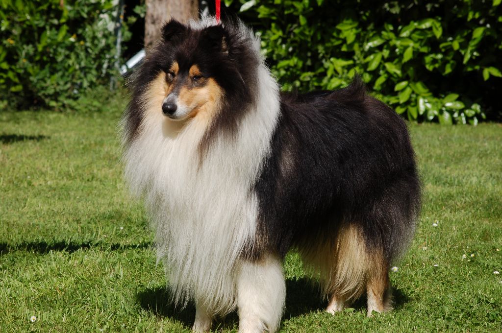 Maverick de Remember our Love - 1er EXC COM CACS BOB