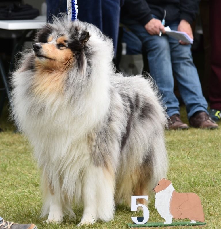 Miss molly De Charletienne - 5 eme Exc COF sur 29