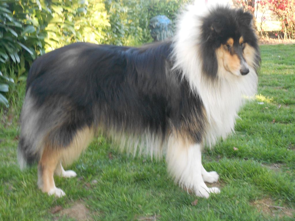 Maverick de Remember our Love - 1er Exc CIM