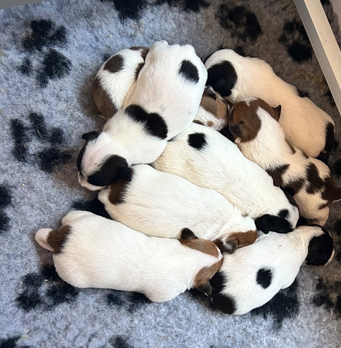 Jack Russell Terrier - of Spirit Mountain