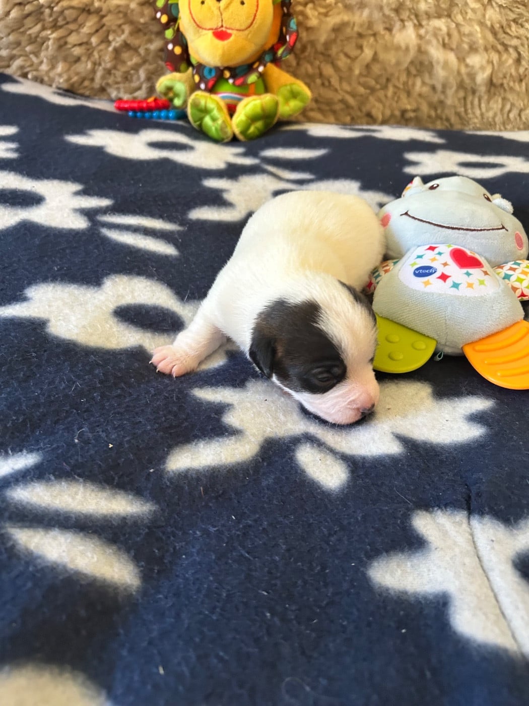 Chiot N°2