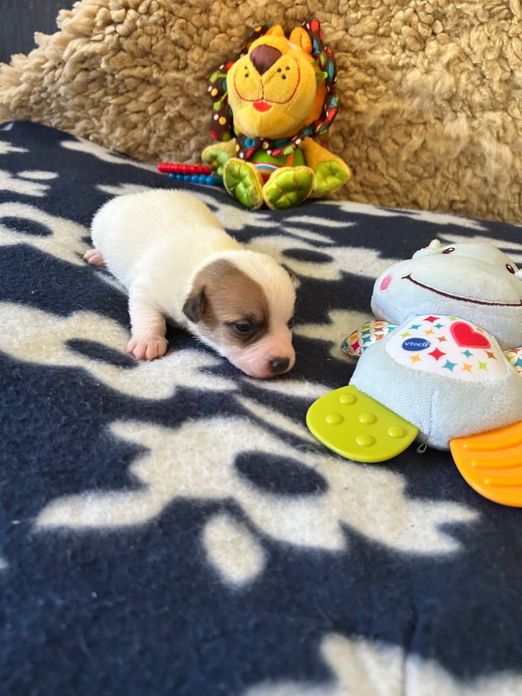Chiot N°3