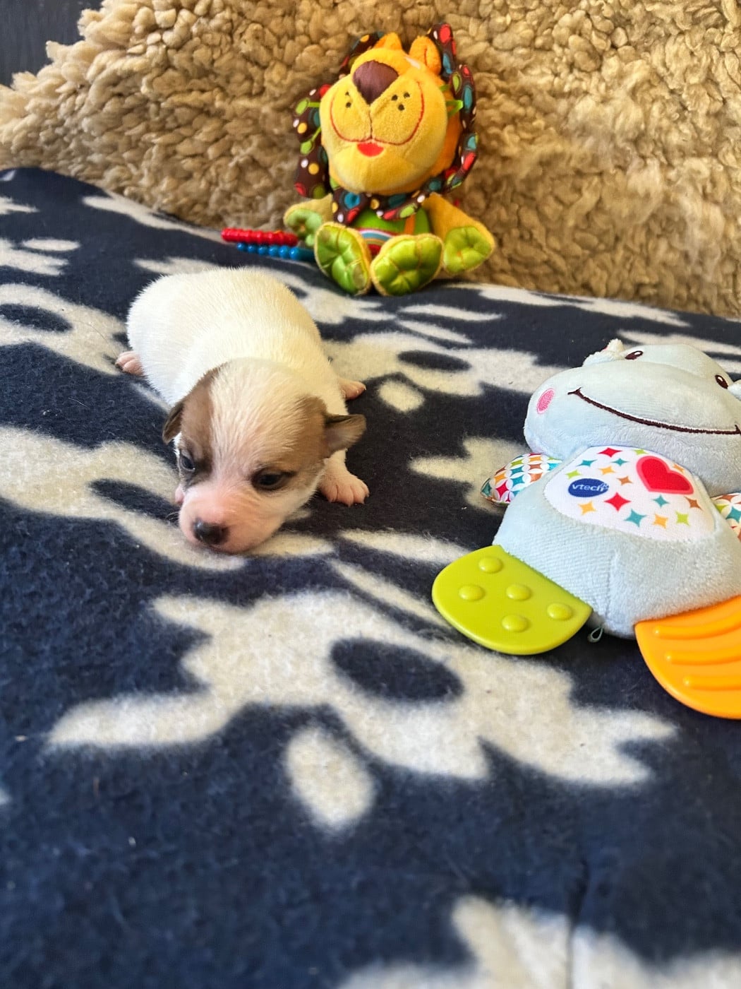 Chiot N°3