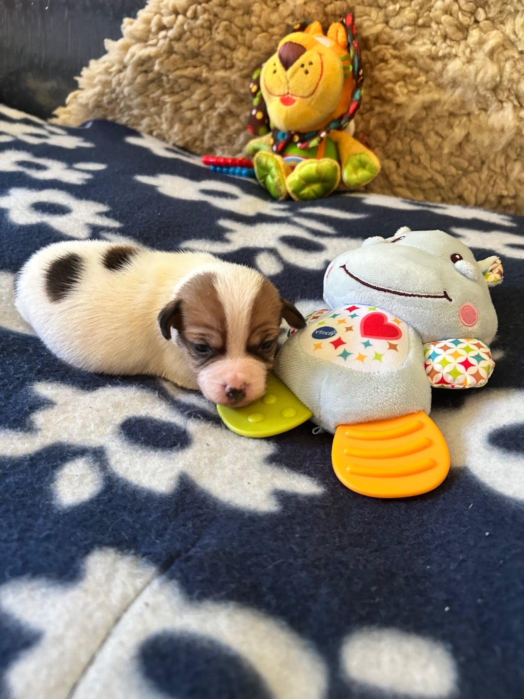 Chiot N°4