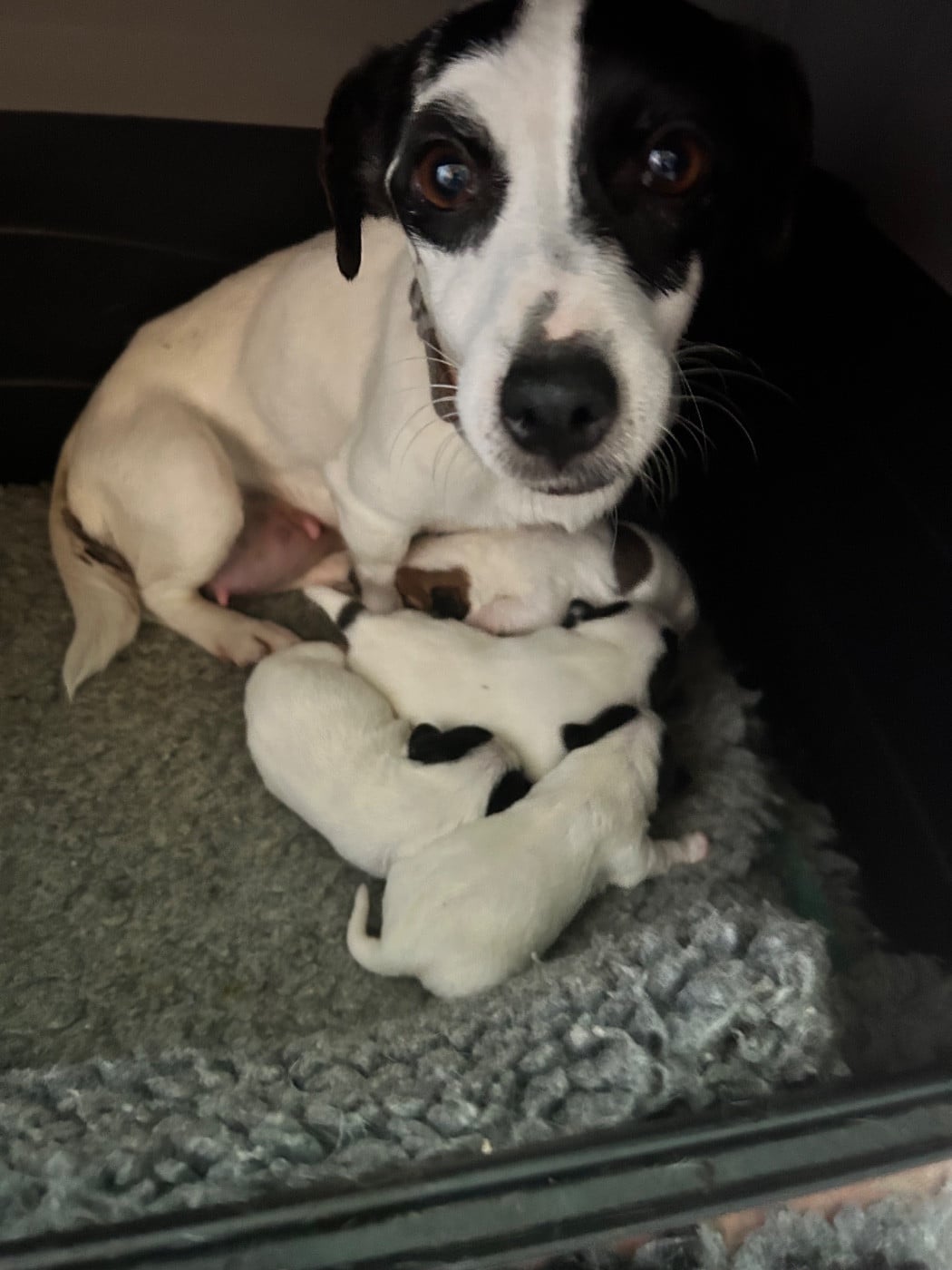 Jack Russell Terrier - of Spirit Mountain