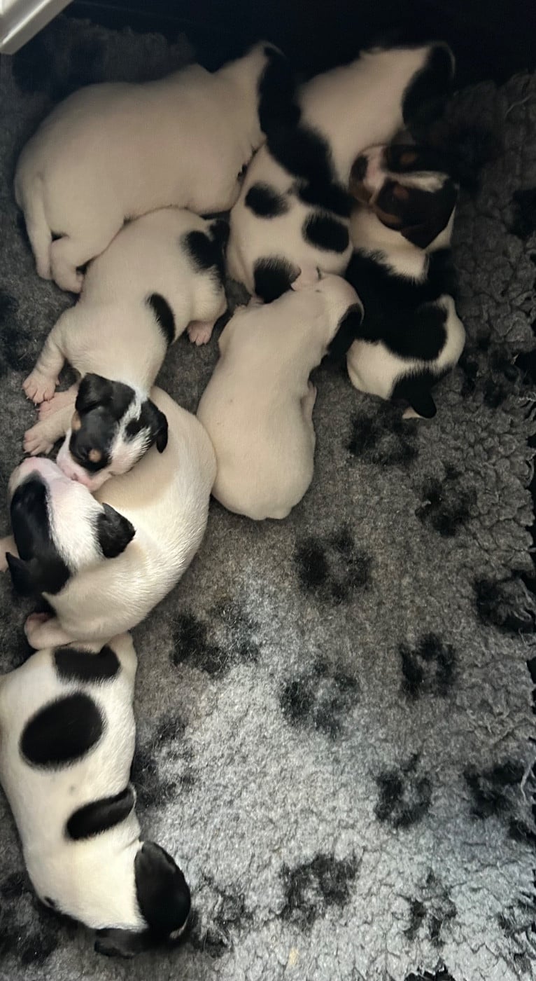 Chiot N°1 - Jack Russell Terrier