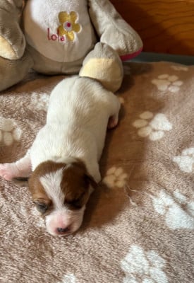 Les chiots de Jack Russell Terrier