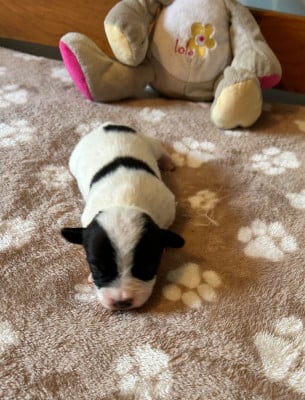 Les chiots de Jack Russell Terrier