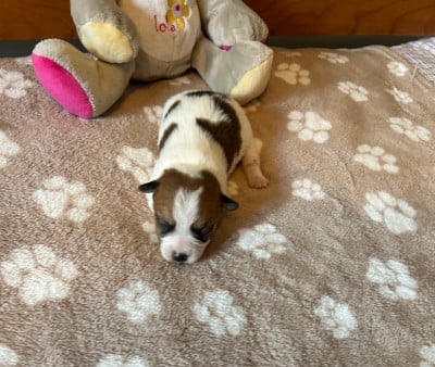 Les chiots de Jack Russell Terrier