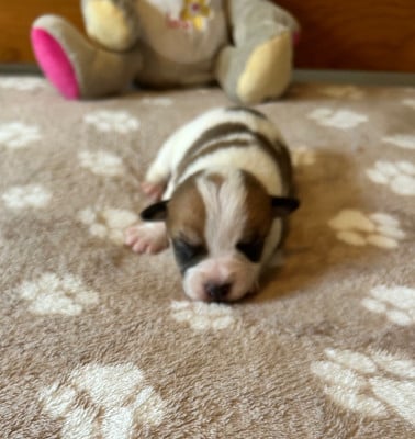 Les chiots de Jack Russell Terrier