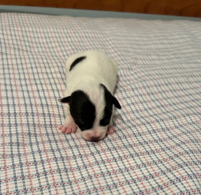 Les chiots de Jack Russell Terrier