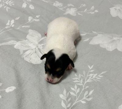 Les chiots de Jack Russell Terrier