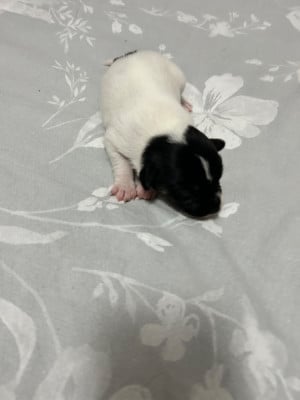 Les chiots de Jack Russell Terrier