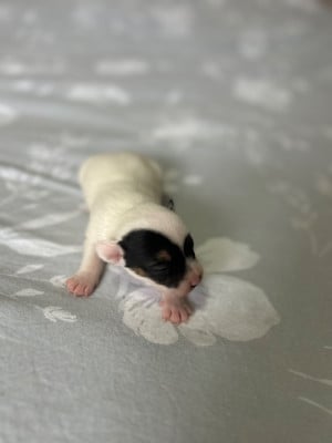 Les chiots de Jack Russell Terrier