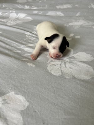 Les chiots de Jack Russell Terrier