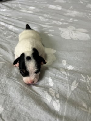 Les chiots de Jack Russell Terrier