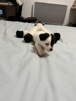 Les chiots de Jack Russell Terrier