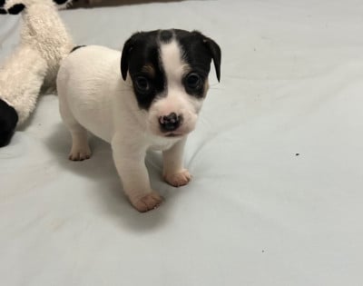 Les chiots de Jack Russell Terrier