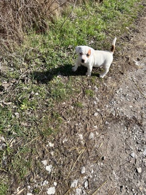 Les chiots de Jack Russell Terrier