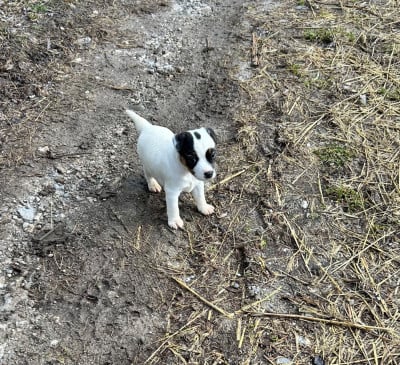 Les chiots de Jack Russell Terrier