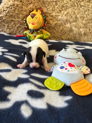 Les chiots de Jack Russell Terrier
