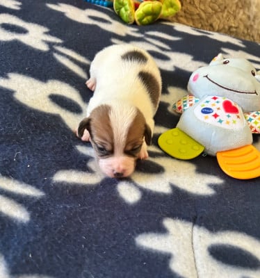 Les chiots de Jack Russell Terrier