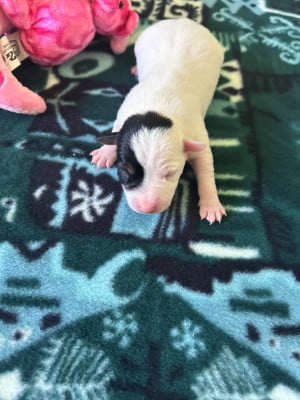 Les chiots de Jack Russell Terrier