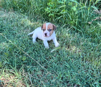 Les chiots de Jack Russell Terrier