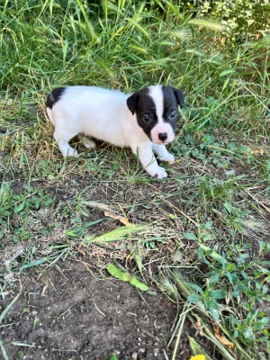 Les chiots de Jack Russell Terrier