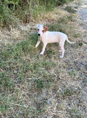 Les chiots de Jack Russell Terrier