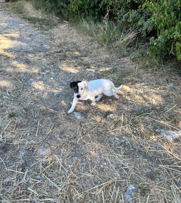 Les chiots de Jack Russell Terrier