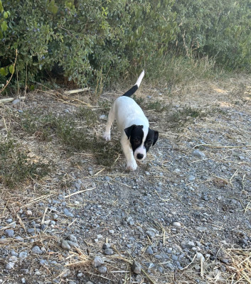 Les chiots de Jack Russell Terrier