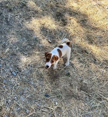 Les chiots de Jack Russell Terrier