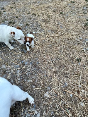 Les chiots de Jack Russell Terrier