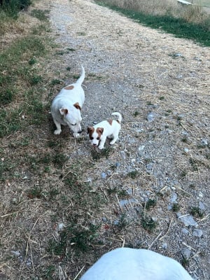 Les chiots de Jack Russell Terrier